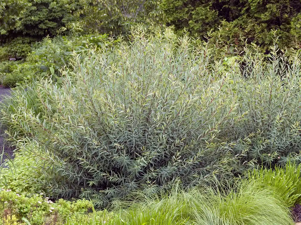 Salix purpurea , 5-pack - Populärt just nu