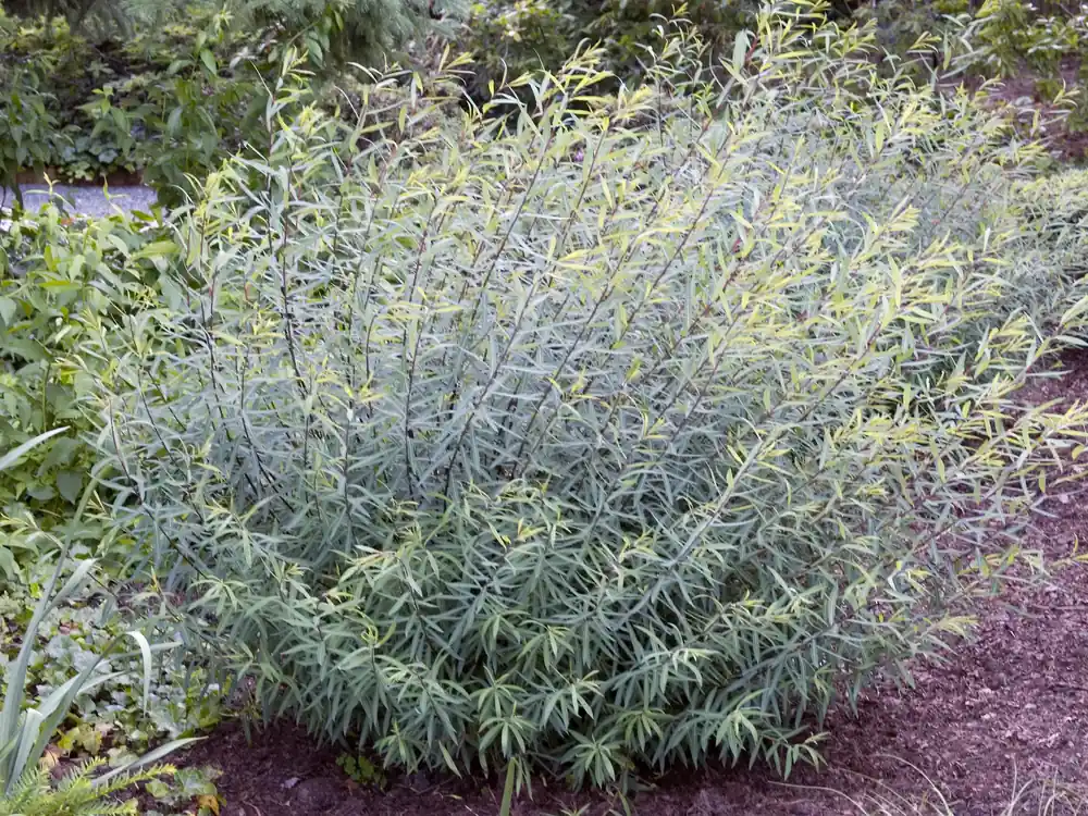 Efterfrågad | Salix purpurea ‘Nana‘, 10-pack
