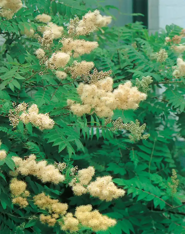 Sorbaria sorbifolia ‘Pia‘ E, 10-pack | Spara mer