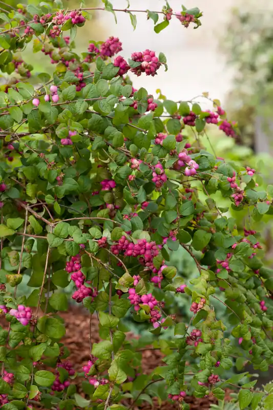 Symphoricarpos ? doorenbosii ‘Magic Berry‘, 5-pack - Passa på