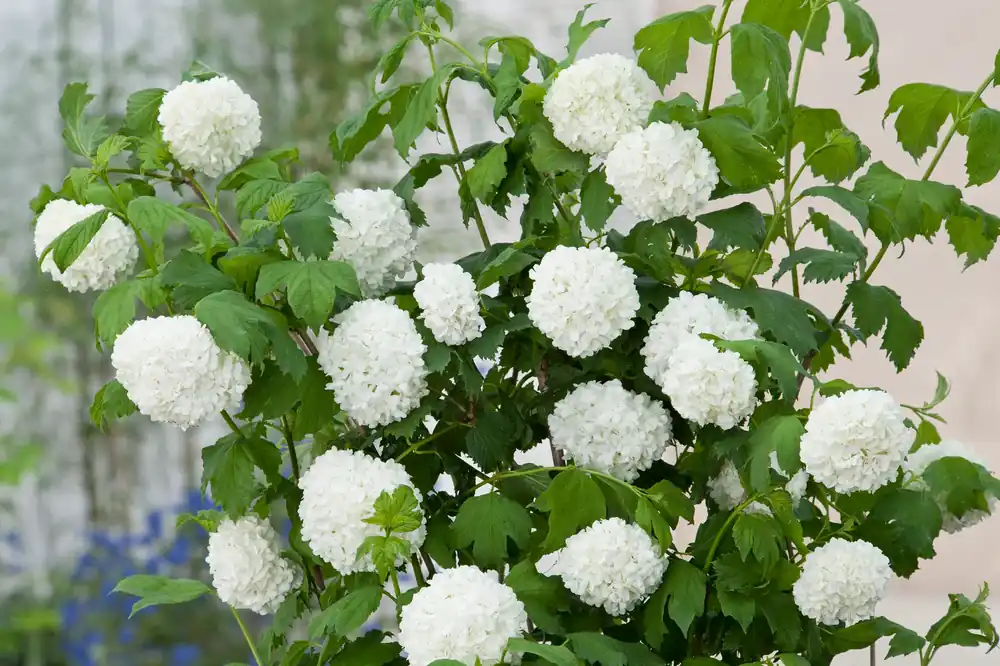 Expressleverans | Viburnum opulus ‘Roseum‘, 10-pack
