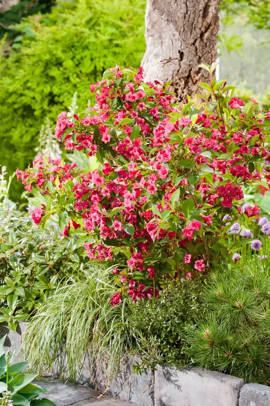 Toppkvalitet - Weigela ‘Bristol Ruby‘, 1-pack