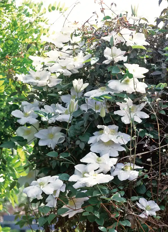 Favorit hos kunderna | Clematis ‘Mevrouw Le Coultre‘, 3-pack