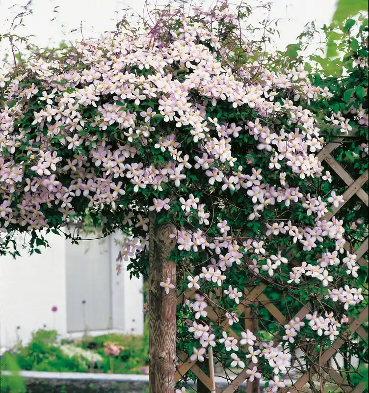 Dagens erbjudande - Clematis montana var. rubens, 1-pack