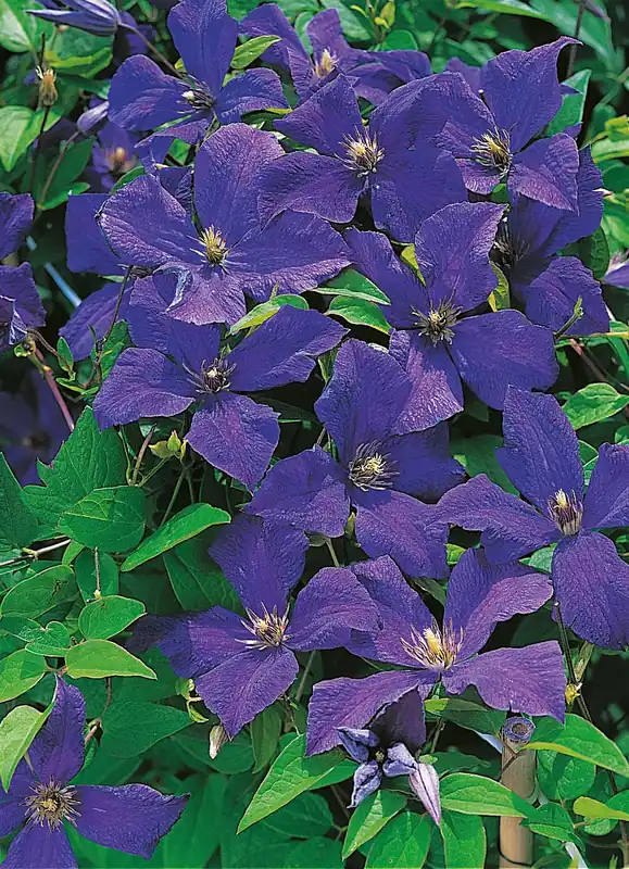 Clematis ‘Polish Spirit‘, 1-pack - Kanonpris