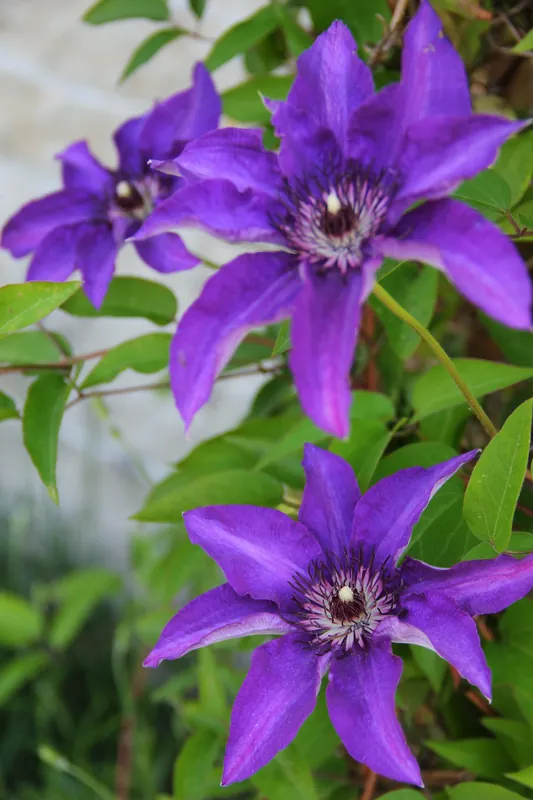 Clematis ‘The President‘, 3-pack | Försäljningssuccé