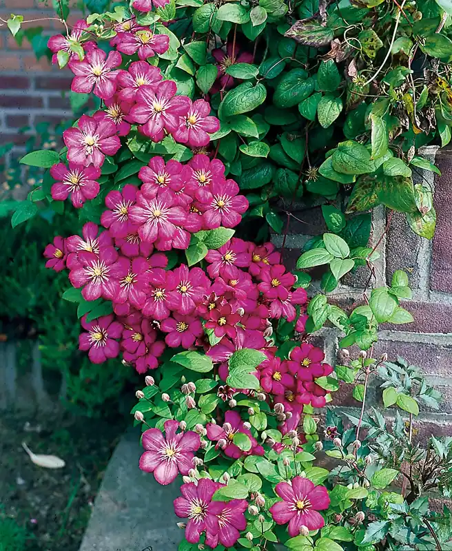 Precis lanserat - Clematis ‘Ville de Lyon‘, 3-pack