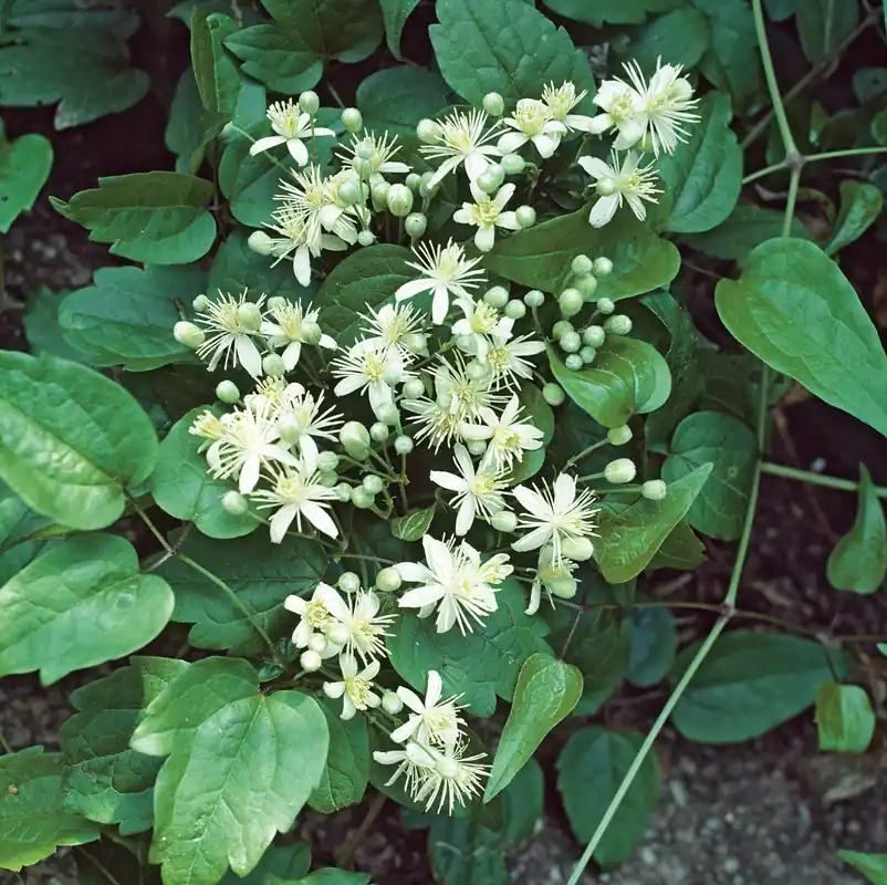 Enkel retur - Clematis vitalba, 5-pack