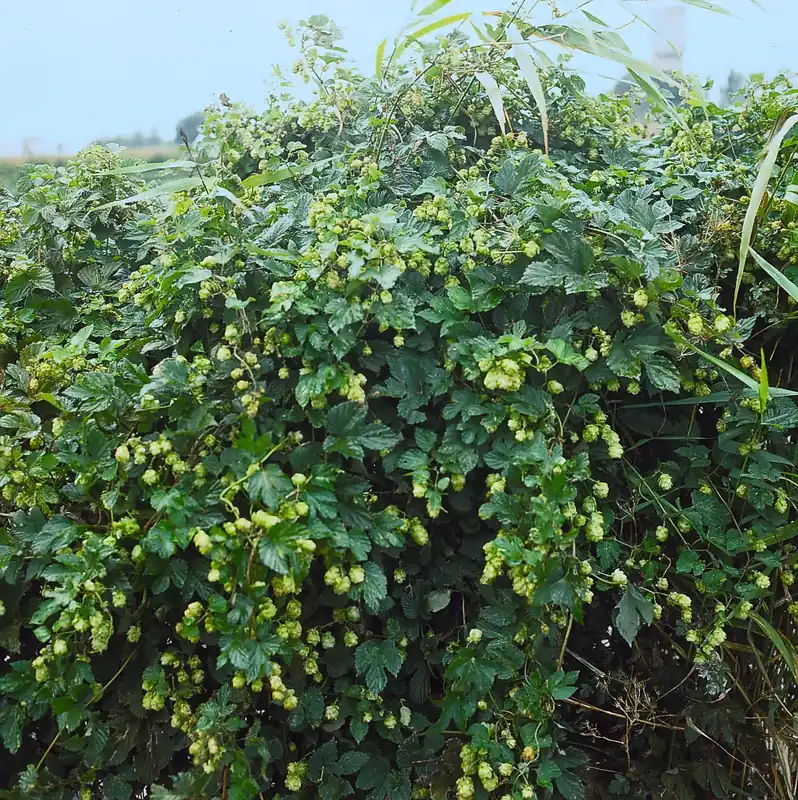 Humulus lupulus ‘Nordbrau‘ , 5-pack | Storsäljare