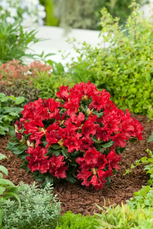 Rhododendron ‘Baden-Baden‘, 15-20 cm, 5-pack - Endast ett fåtal kvar