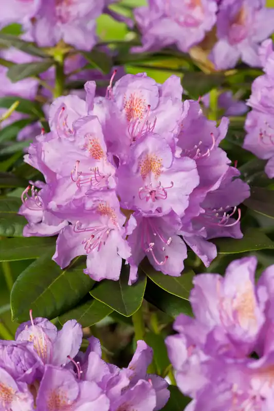 Väl omtyckt | Rhododendron ‘Catawbiense Grandiflorum‘, 30-40 cm, 5-pack