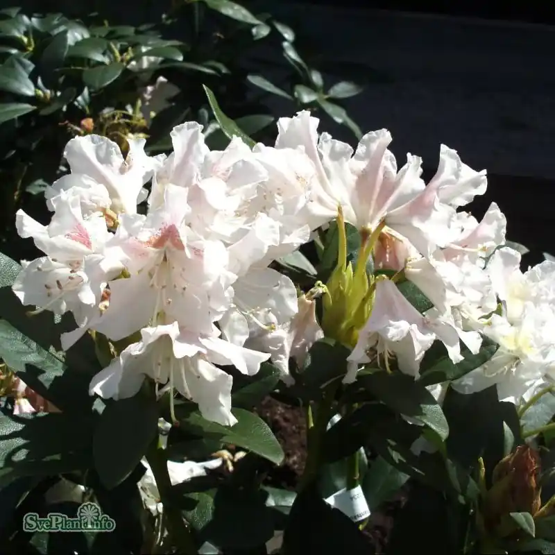 Kundfavorit | Rhododendron ‘Cunningham‘s White‘ co 30-40cm 10-pack