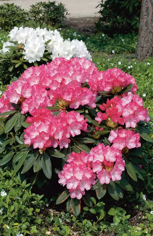 Rhododendron ‘Fantastica‘, 20-25 cm, 10-pack | Beställ nu