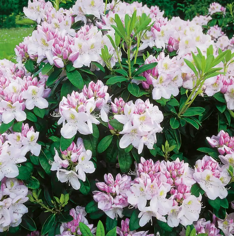 Rhododendron ‘Gomer Waterer‘, 30-40 cm, 1-pack - Ny lansering