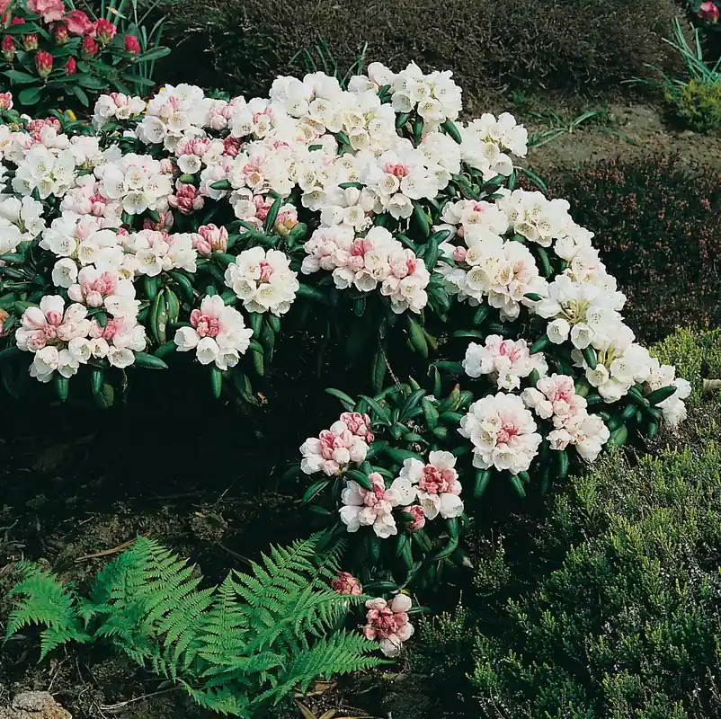 Enkel retur - Rhododendron ‘Koichiro Wada‘, 25-30 cm, 10-pack