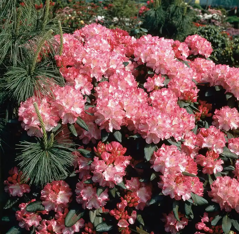 Kan beställas online - Rhododendron ‘Morgenrot‘, 25-30 cm, 1-pack