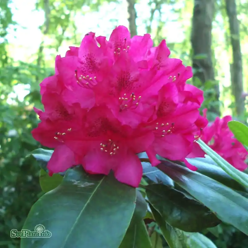 Rhododendron ‘Nova Zembla‘ co 30-40cm 5-pack - Ta chansen