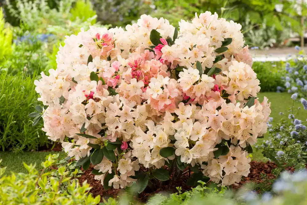 Rhododendron ‘Percy Wiseman‘, 25-30 cm, 5-pack - Bra pris