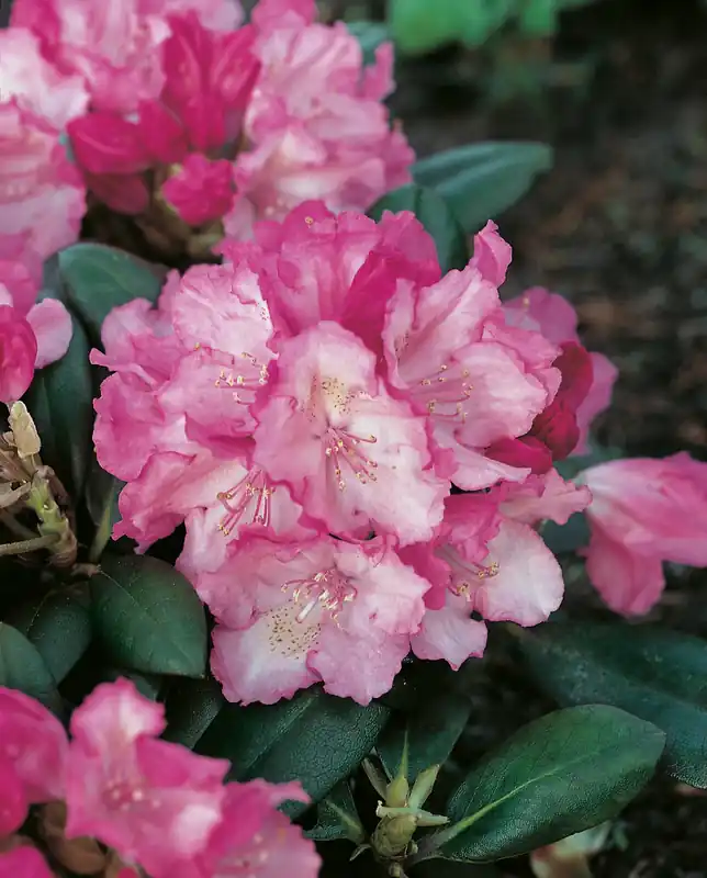 Rhododendron ‘Polaris‘, 30-40 cm, 1-pack | Kampanjpris