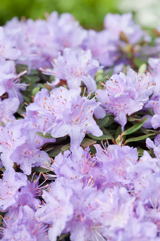 Rhododendron ‘Ramapo‘, 20-25 cm, 5-pack | Bra pris just nu