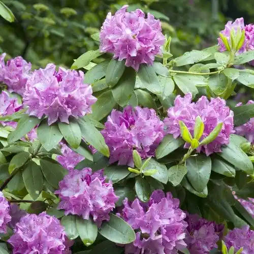 Tidsbegränsat erbjudande | Rhododendron ‘Roseum Elegans‘ co 30-40cm 10-pack