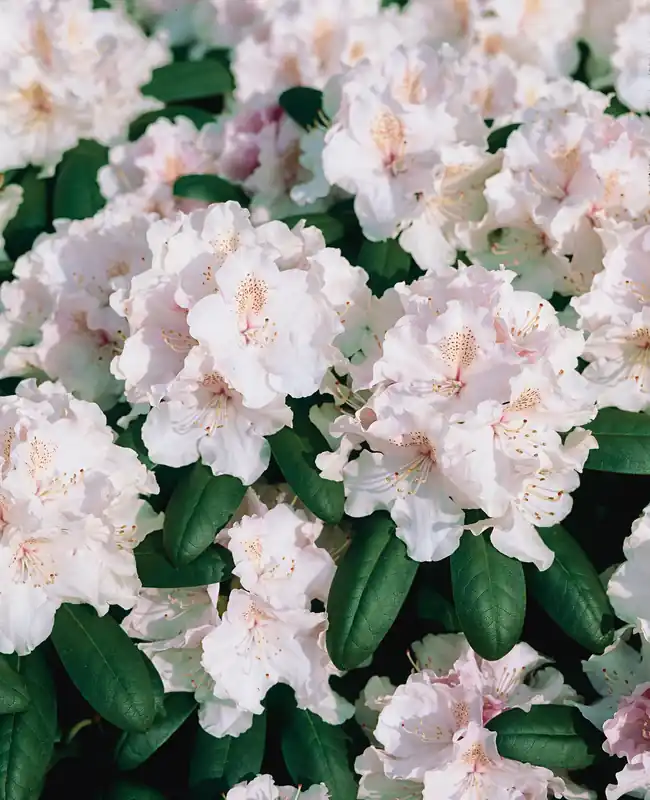 Köp nu - Rhododendron ‘Schneekrone‘, 25-30 cm, 3-pack