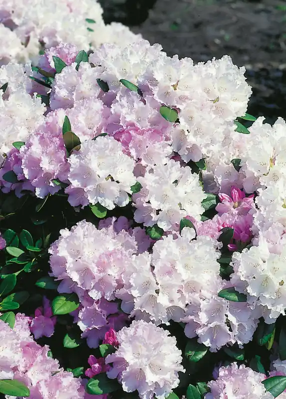 Snabb leverans | Rhododendron ‘Silberwolke‘, 25-30 cm, 5-pack