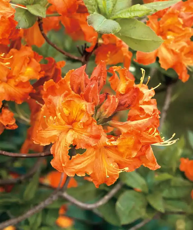 Köp idag - Rhododendron ‘Gibraltar‘, 30-40 cm, 10-pack
