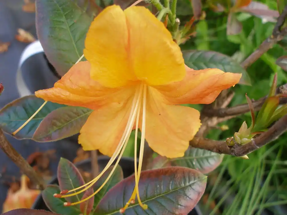 Rhododendron ‘Klondyke‘, 30-40 cm, 3-pack - Slutrea