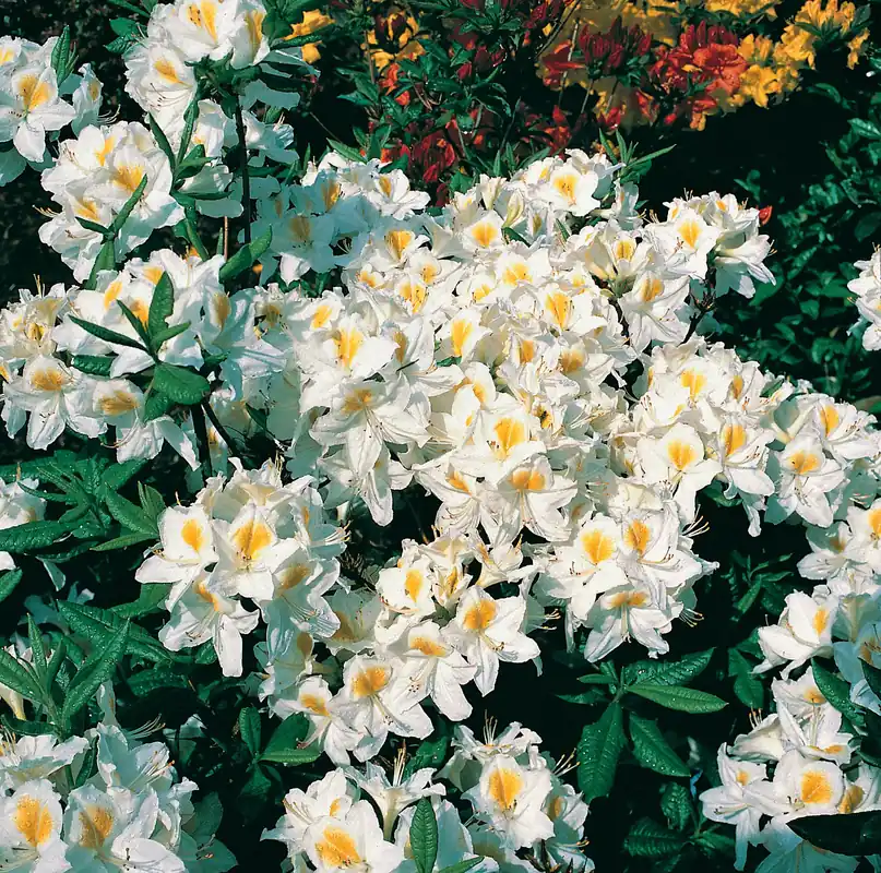 Rhododendron ‘Persil‘, 30-40 cm, 1-pack | Nästan slut