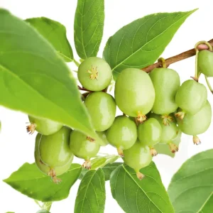 Actinidia ‘Issai‘, 10-pack - Nyinkommet