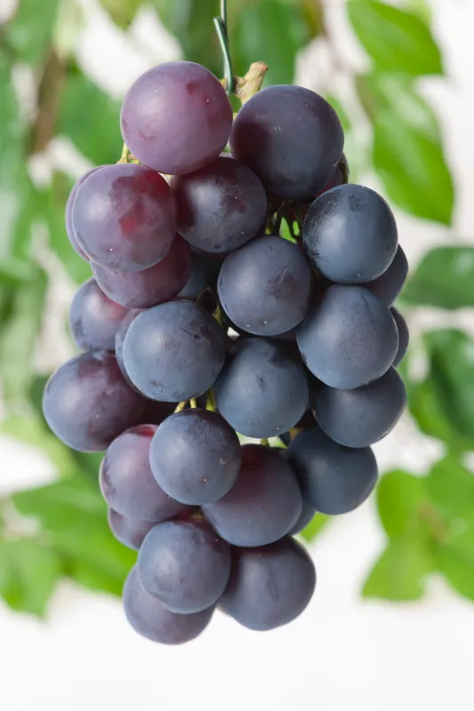 Handla online - Vitis?‘Bl? Burgunder‘, 1-pack
