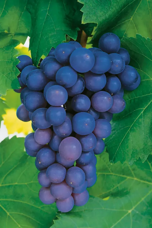 Vitis ‘Frankenthaler‘, 10-pack - Bara denna vecka