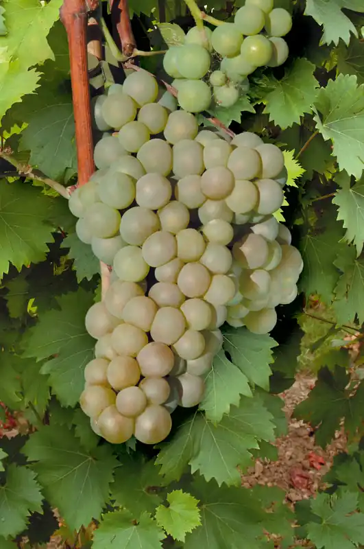 Vitis ‘Himrod‘, 10-pack | Prissänkt