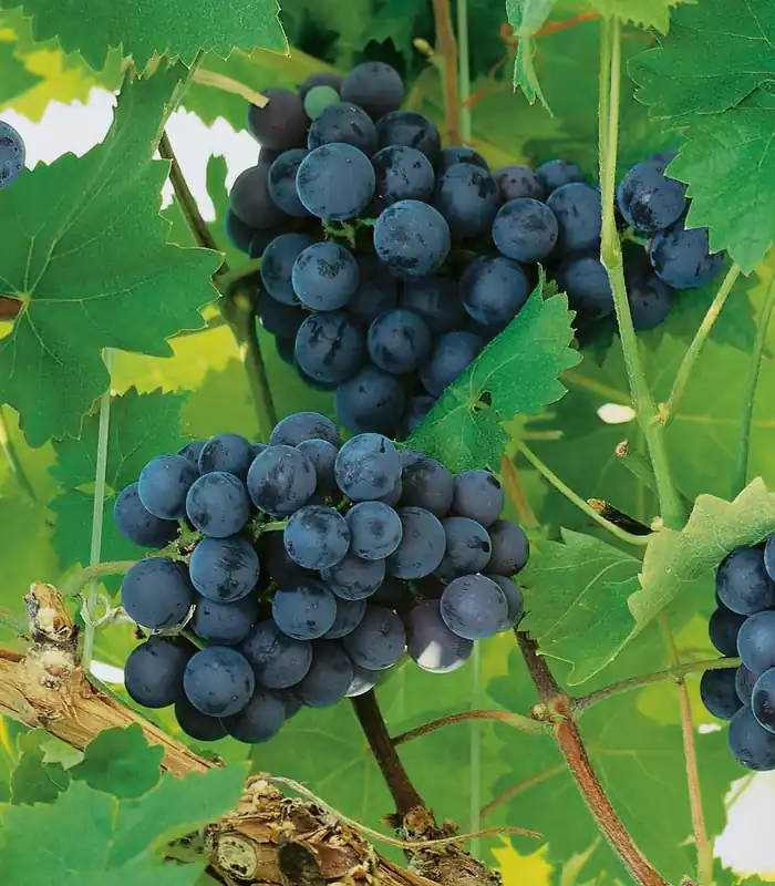 Vitis ‘Nordica‘, 5-pack - Köp online