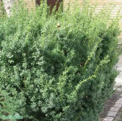 Hybrididegran ‘Hicksii‘ 50-60 co 10-pack - Expressfrakt