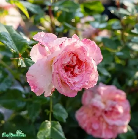 Tehybridros ‘Augusta Luise‘ 1-pack barrotad - Fabrikspris