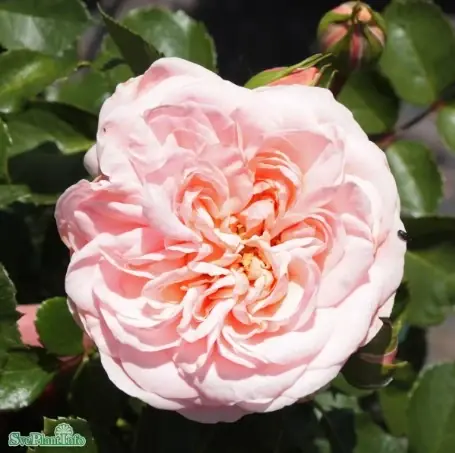 Toppkvalitet - Floribundaros ‘Dronning Margrethe‘ 5-pack Barrotad