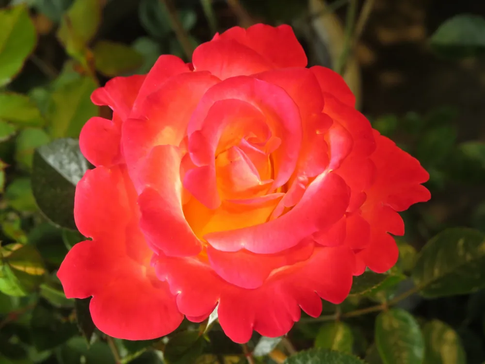 Rosa ‘David® Rosenmager‘. 10-pack - Ny produkt