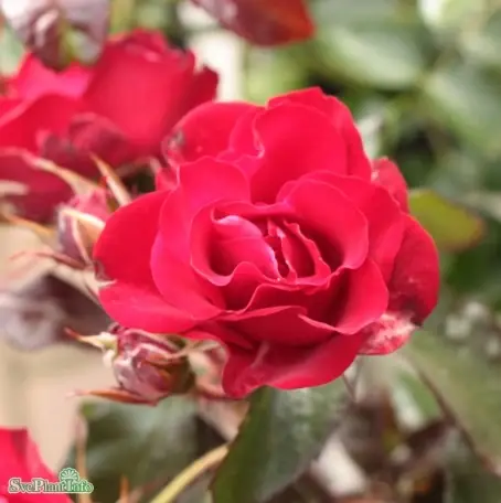 Floribundaros ‘Europeana‘ 10-pack barrotad - Lågt pris