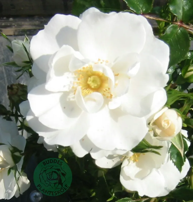 Rosa Diamond Border. 5-pack | Ny lansering