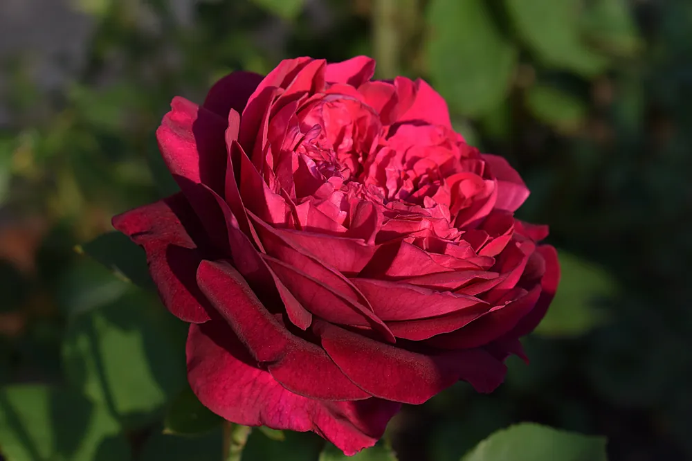 Rosa ‘Crazy in Love Red‘. 5-pack | Finns i lager
