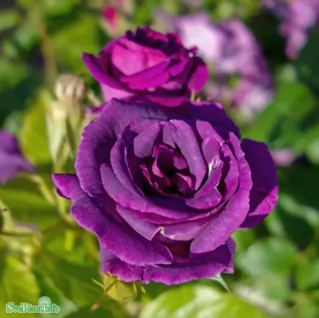 Mycket efterfrågad - Modern buskros ‘Rhapsody In Blue‘ 1-pack barrot