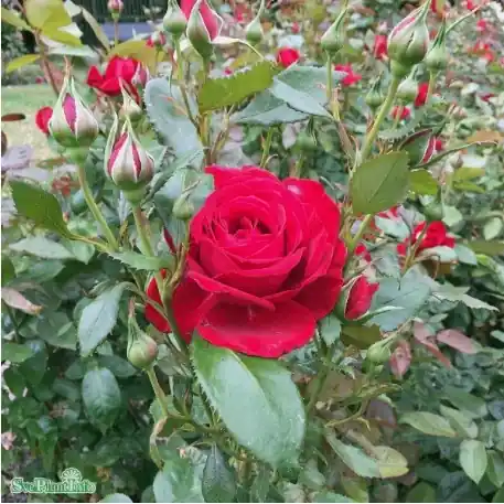 Storsäljare - Tehybridros ‘Isabella Rossellini‘ 1-pack barrotad