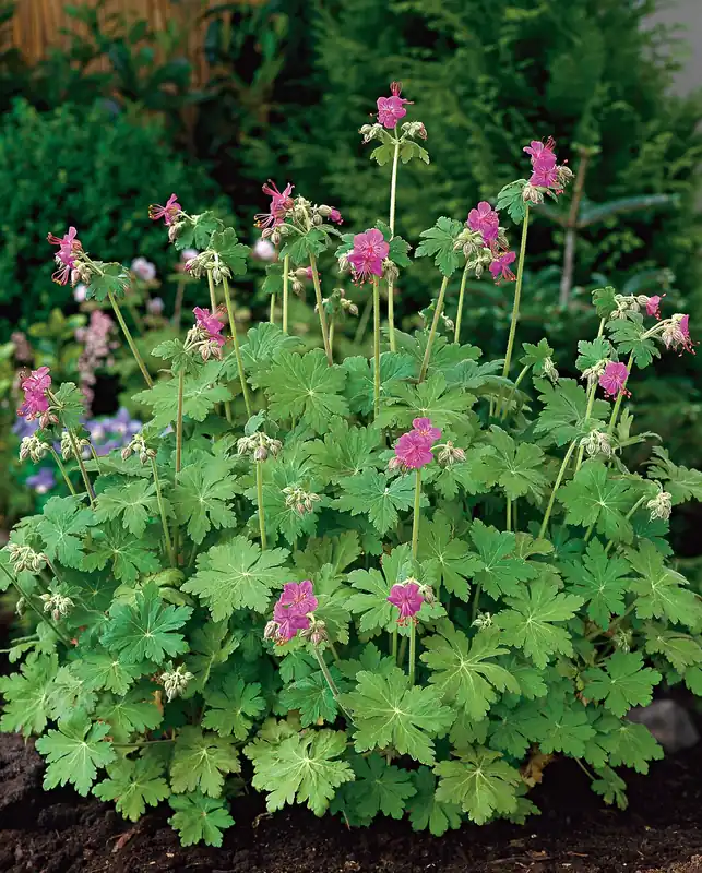 Geranium macrorrhizum, 15-pack - Favorit