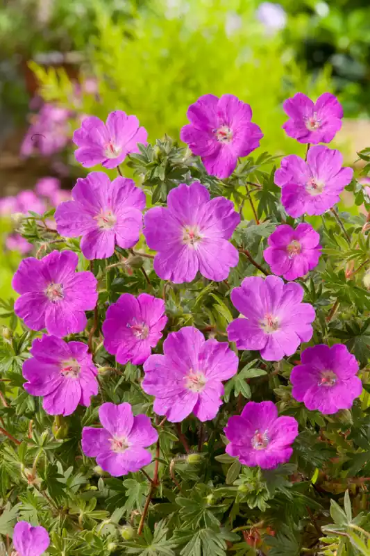 Geranium sanguineum ‘Max Frei‘, 15-pack - Köp idag