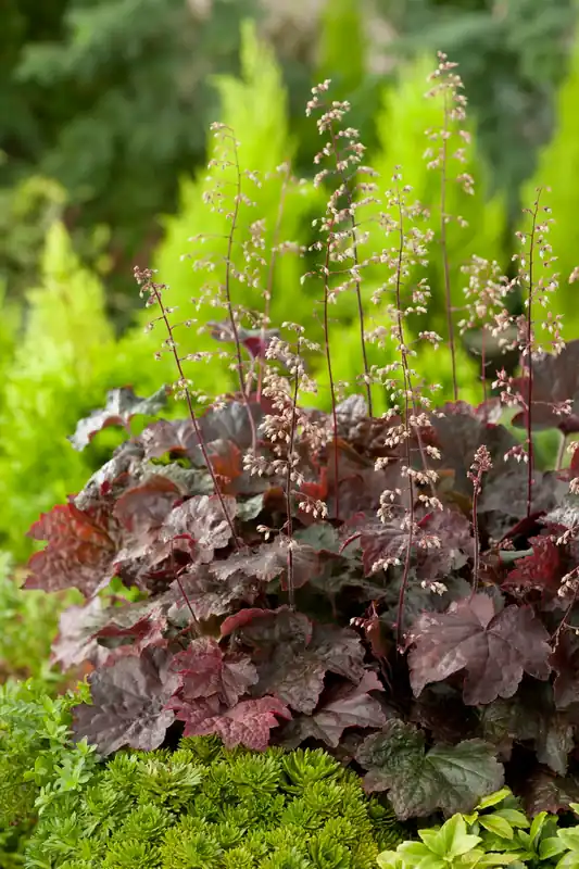 Heuchera villosa ‘Palace Purple‘, 6-pack - Rabatt