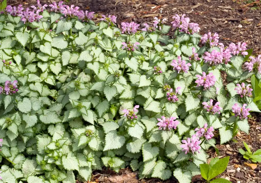Mycket uppskattad | Lamium maculatum ‘Beacon Silver‘, 15-pack