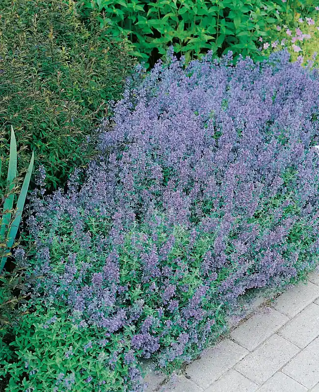 Väl omtyckt | Nepeta x faassenii, 6-pack