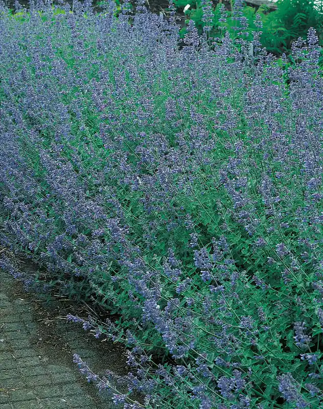 Nepeta x faassenii ‘Six Hills Giant‘, 6-pack | Extra bra pris